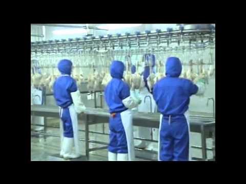 Poultry processing line working