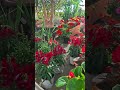 Vivero Artesanías #vlogs #cotidiano #nature #yoga #om #relax #flower #peace #hindi #hadmade #india
