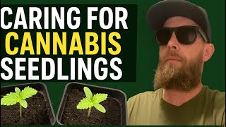 How to | First Feed Day! Mixing Nutrients for My Sprouted Cannabis Plants 🌱💧       “+Cinnamon Trick”