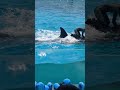 【F川さん落水😳⚡その後いきなりスイミングバースト💦で会場全体水浸しに😱】鴨川シーワールド✨シャチパフォーマンスショー❗