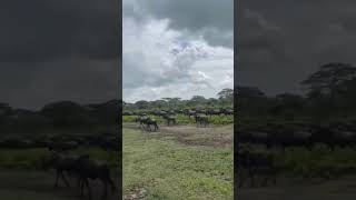 Herd spotted on the move in Ndutu