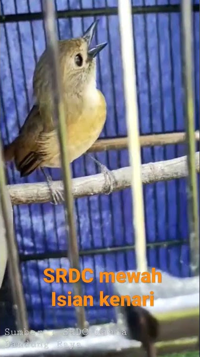 SRDC TEMBAKAN KENARI