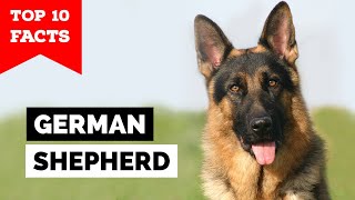 Celebrity German Shepherd - Top 10 Facts Net Worth