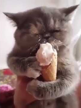 STORY WA KUCING LUCU MAKAN ES KRIM
