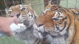 Tigers During A Summer Live!