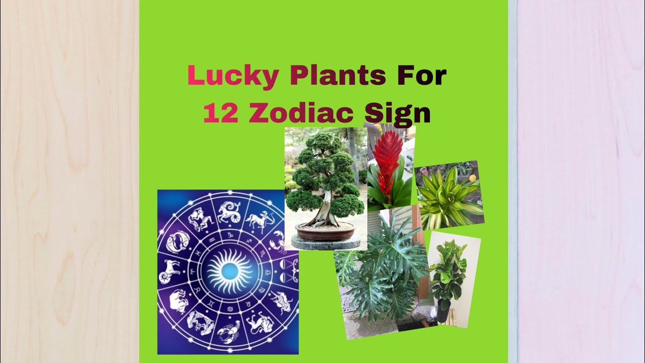 Lucky Plants for 12 zodiac signs 🍀 YouTube