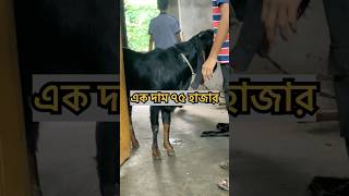 সেরা ছাগল #shorts