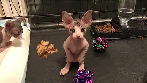 Watch the video about CUTEST HAIRLESS KITTEN VIDEO OF ALL TIME!!!
