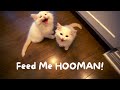 Noisy Kittens Want Food | The Cat Butler