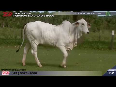 LOTE 052