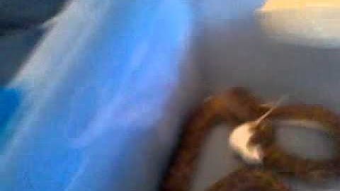 Stimsons python feeding