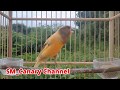 Kicau Kenari Santai Untuk Merangsang Bunyi Kenari Muda Dijamin Cepat Gacor Dengar Kenari Kayak Gini Mp3 - Mp4 Download