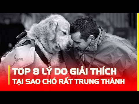 Video: 10 lý do để yêu một người chó