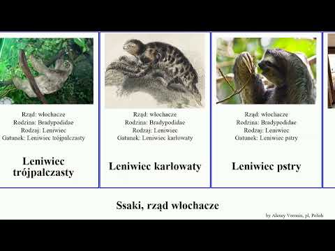 Wideo: Mrówkojad karłowaty – wyjątkowy dwupalczasty mieszkaniec Ameryki Środkowej i Południowej