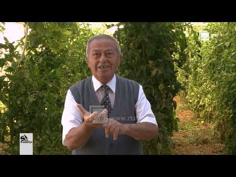 Video: Si e trajtoni sëmundjen e domates?