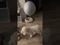 Сири разобрался с маленьким Перчиком)