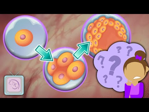 Video: Forskjellen Mellom Blastocyst Og Embryo