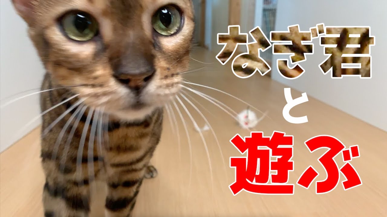 YouTubeに新しい動画を投稿しました。