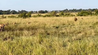 Pride Of Lions Were Feeding On A Hippo Kill When Suddenly A Big Male Lion Showed Up