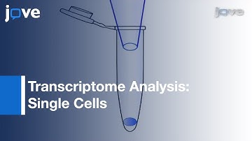 Transcriptome Analysis Of Single Cells l Protocol Preview