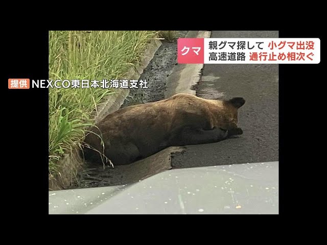 高速道路でクマ目撃による通行止め相次ぐ 車にはねられ死んだ親グマを