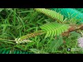 Mimosa pudica plant (Touch me not)