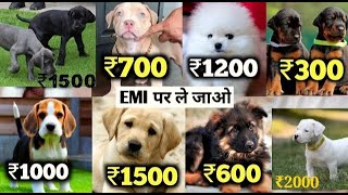 Dogs Available at Low Price || New Dog Price list 2024 #reels #petlover