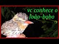 João-bobo conheça essa ave com nome bem interessante 🐦🐦🐦 #ave #João #animal 04/12/2021