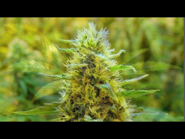 Dope Smoker - Stone