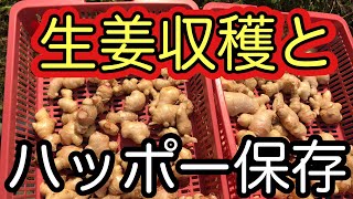 生姜の収穫と種芋用生姜の保存