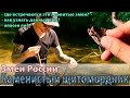 Каменистый щитомордник. Змеи России