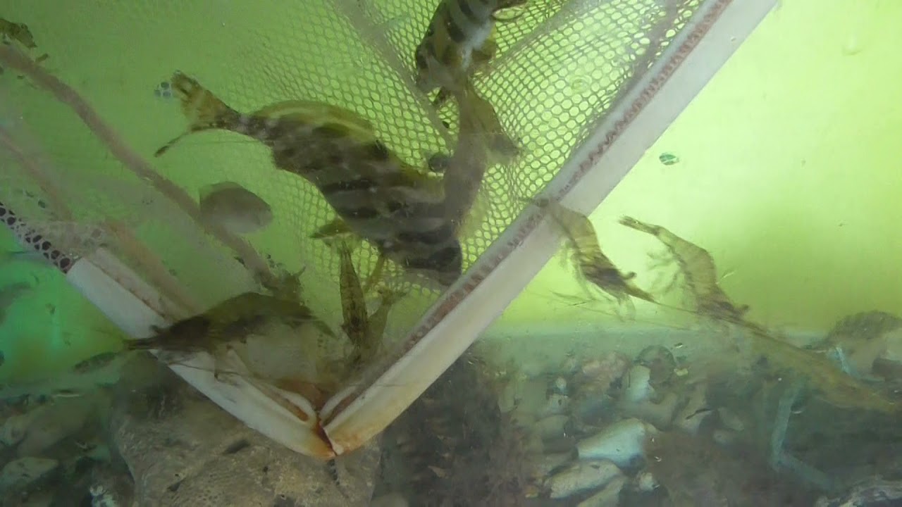 タイドプールで捕まえてきたタカノハダイ仔魚を みなべ店潮だまり専用水槽へ入れて 展示飼育します ここには多数の捕獲してたカニやエビ ナマコ ヒトデ アメフラシ等々が入っています Youtube