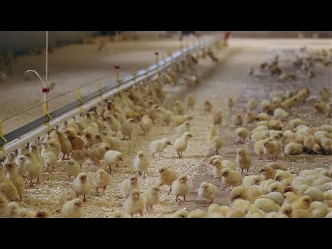 Video: Hur man sköter en skadad kyckling