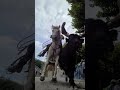 vergeze 2025 @jlrphotos #horse #bandido #vergeze #camargue
