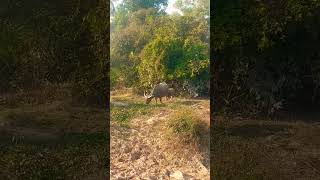 ក្របីមេកូន shortvideo buffalo animal sorts animals buffalow buffallo wildlife elephant