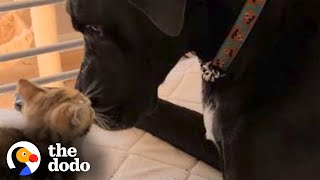 150-Pound Great Dane Falls In Love With Tiny Kitten | The Dodo