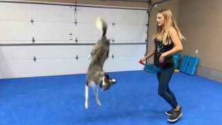 Celebrity dog trainer Sara Carson trains her dogs on Greatmats Dog Agility mats in her garage.  Carson, who founded The Super Collies, was propelled into the spotlight with her appearance on America's Got Talent, where she placed 5th in Season 12.
Carson spends every day training, which makes safety a primary concern. Greatmats dog agility flooring provides her dogs with excellent traction and cushioning for high impact tricks.
Shop Dog Agility Mats Now: https://www.greatmats.com/flooring/dog-agility-mats.php
#dogtraining