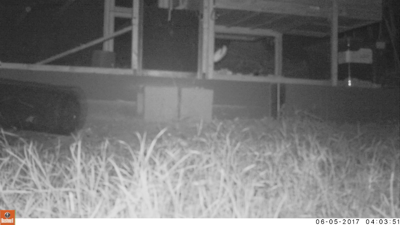 Caught on camera checking out the chicken coop YouTube