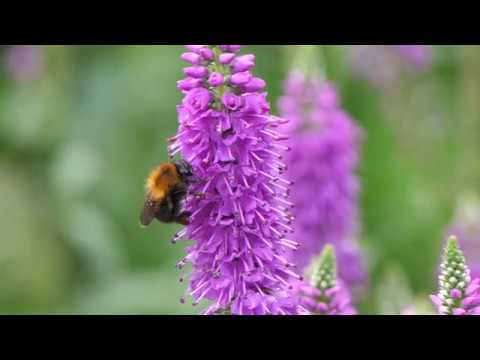 Bee’s butterfly’s and other stuff in my garden 2018 4-K - YouTube