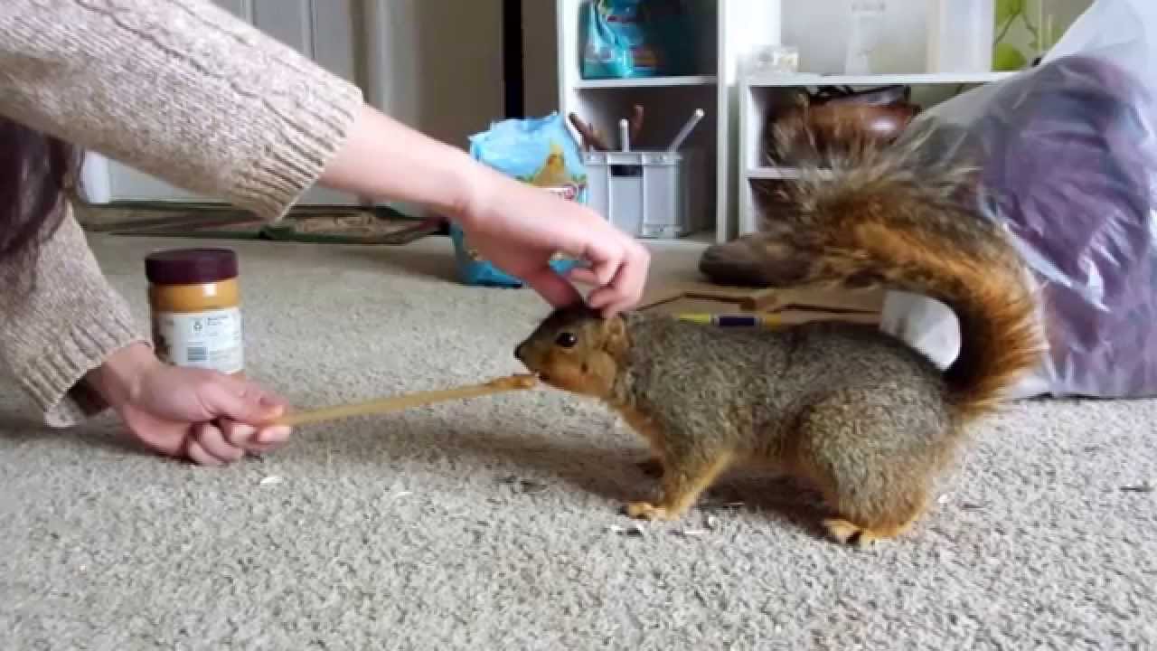 petting a wild squirrel youtube