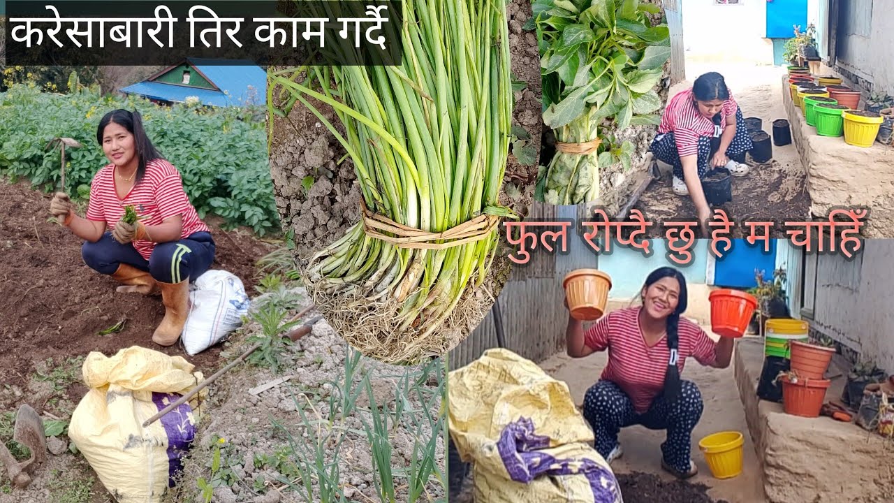 FUL KHURSANI RA PYAJ ROPDAI AJA #villagelife __05/11/2082