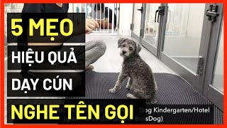 Cách dạy chó con nghe tên gọi | Cách huấn luyện chó cơ bản BossDog | Dog training