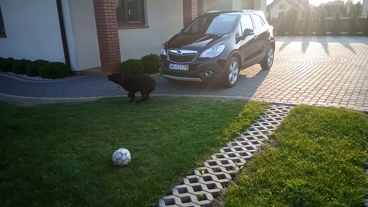 Shelby Black Labrador howl again outside - YouTube