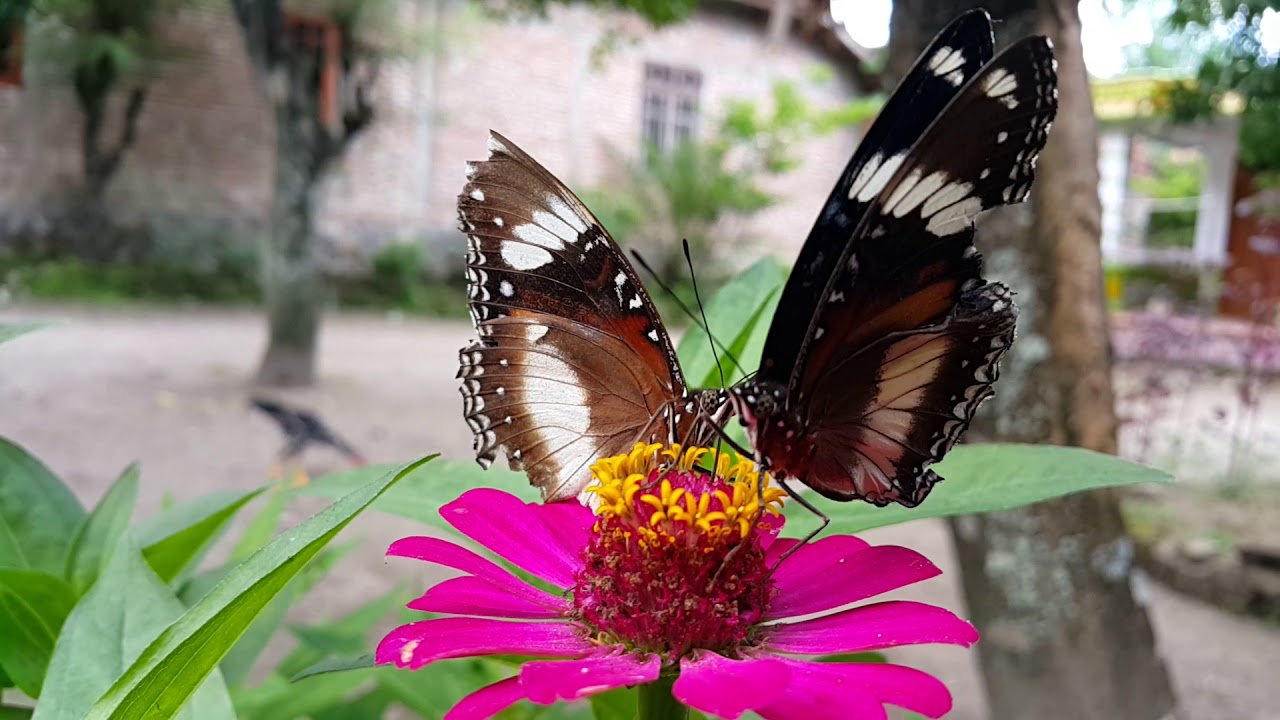 Butterfly samping rumah - YouTube