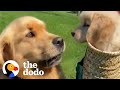 Golden Retriever Isn&#39;t Into The New Puppy Until... | The Dodo