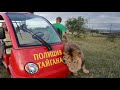 Лев МАРСЕЛЬ  ! Папа , ПОЧЕШИ ПЯТОЧКУ !!Marcel, the lion...: daddy, scratch my paw!