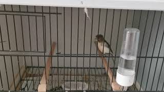 Senin Gecen Güne Benzer - Saz Ve Kuş Eşliğinde