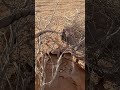 صيد سمان