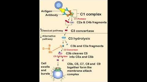 Complement System (Overview & Activation)