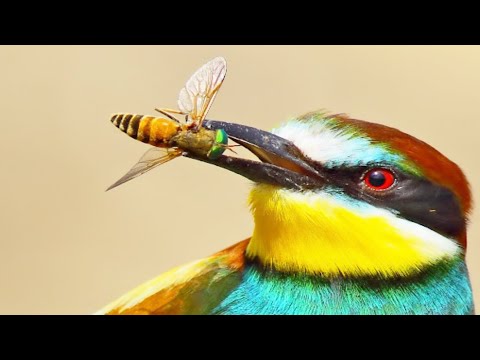 Video: Böcekler hakkında ilginç gerçekler. harika böcekler
